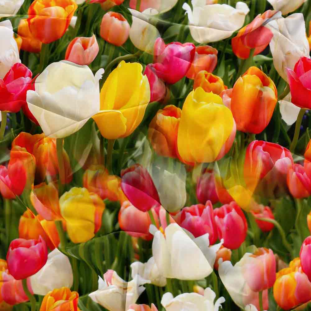 posciel-160x200 -tulipany